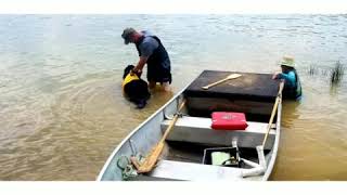 Newfoundland Dogs Water Rescue Training [upl. by Joe]