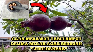 CARA MERAWAT TABULAMPOT DELIMA MERAH AGAR BERBUAH LEBIH BANYAK [upl. by Ralph]