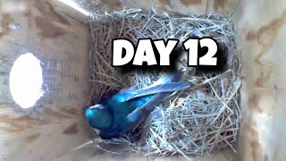 Day 12 Birdhouse Nest Box Live Camera Highlights [upl. by Dougie]