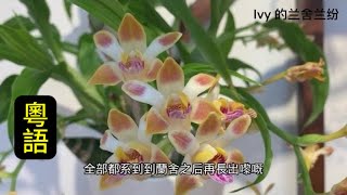 蘭花（181）（粵語）吉西蘭花後分盆 Chysis limminghei [upl. by Nelubez]