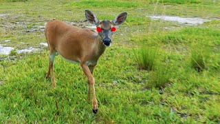 Rabid Key Deer Charging at Photographer [upl. by Cristen33]