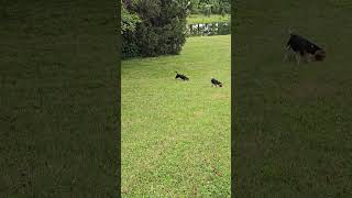 13 week old beagles hunting rabbits [upl. by Akeem]