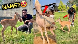 Nilgai Ke bacche Ko Pakad Kr Dost Bna Liya 😍Naam Kya Rakha [upl. by Ahsinrad]