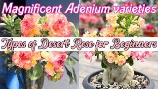 Stunning Varieties of Adenium  Types of Desert Rose [upl. by Demp712]