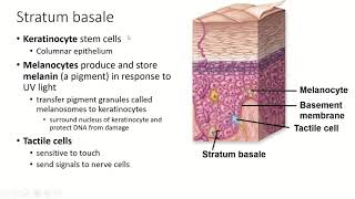 7 Pigment Transfer in Skin Cells [upl. by Laup]