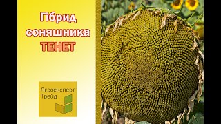 Соняшник Тенет 🌻 опис гібриду 🌻  насіння в Україні [upl. by Meador726]