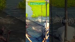 Yahoo Fantastic video shortvideo amazing fish youtube facebook [upl. by Aifos]