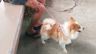 vaccine for anti rabies ang mga pets [upl. by Aral752]