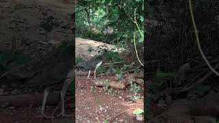 Peahen peahenssound peacock jungle nature [upl. by Essyle216]