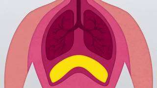 What is the Diaphragm [upl. by Kylander]