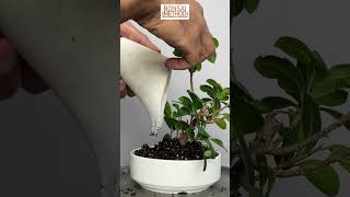 Propagating Ficus Cutting  Ficus Ginseng  Ficus Microcarpa  1Min or Less [upl. by Eigna]