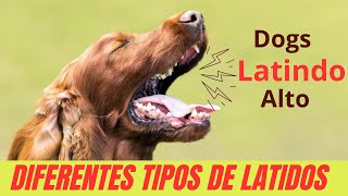 CACHORROS LATINDO ALTO 🐶🔊OS MAIS ALTOS E DIFERENTES TIPOS DE LATIDOS 🐶🗣️ [upl. by Ahsik]