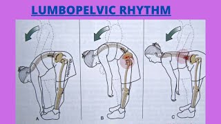 What is Lumbopelvic Rhythm In HipLUMBOPELVIC RHYTHMPelvifemoral MotionZeenad Learning Hub [upl. by Elohcim]