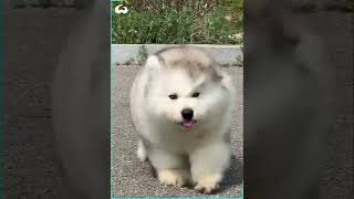 Clumsy Malamute Puppies Constantly Trip Over Themselves [upl. by Varini334]