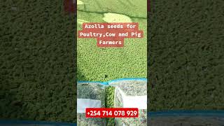 Azolla is one of the most affordable protein supplements one can plantFed on poultrypigscattle [upl. by Euqnimod]