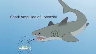 INTERVIEW EXTRA Ampullae of Lorenzini [upl. by Rodina]