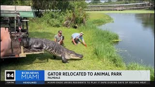 Alligator found wandering MacDill Air Force Base relocated to Florida zoo [upl. by Icken]