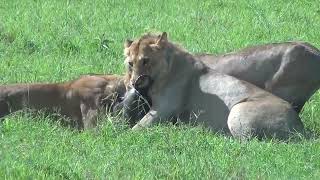 Lion Vs Warthog  Maasai Mara Kenya 2024 [upl. by Mihe]