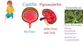 Cystitis Symptoms and treatment Painful urination Frequent urination [upl. by Nyrol472]