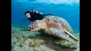 Scuba Diving Puerto Vallarta Punta De Mita Dressel Divers Dive Center [upl. by Steen]