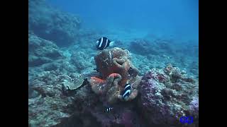 【瞬撮】クマノミ スズメダイなどが住み家に居つくのを… Yellowtail Clownfish against Threespot Dascyllus’s Linger etc [upl. by Dafna]