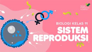 BIOLOGI Kelas 11  Sistem Reproduksi PART 1  GIA Academy [upl. by Lallage629]