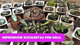 COMO REPRODUCIR SUCULENTAS POR HOJA  Propagar suculentas fácil y rápido [upl. by Omixam]