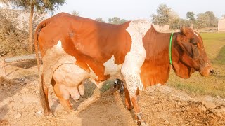 Shiwal jersey cross cow for sale on YouTube channel and pleas subscribe 1711202403067258 [upl. by Ettenahs]