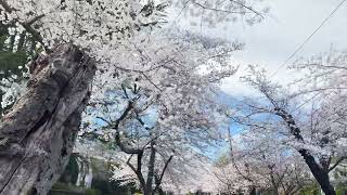 Cherry Blossoms KenWood Maryland USA [upl. by Lind745]