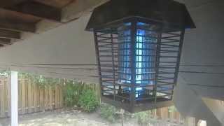 Wasps vs Electric Bug Zapper near Dayton Oregon [upl. by Drolet]