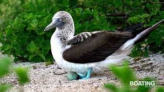 Galapagos  The Enchanted Isles [upl. by Tomlin935]