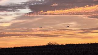 Geese At The Farm Park  10 November 2024 [upl. by Natan678]