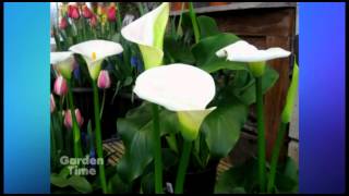 Plant Pick  Calla Lily Hardy White [upl. by Alegnasor933]