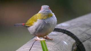 Redbrowed Finch Neochmia temporalis  3 [upl. by Anaderol813]