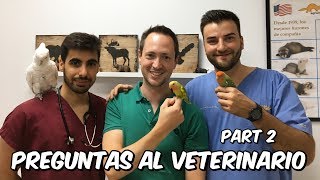 Entrevista al veterinario 2ª Parte [upl. by Notlim]