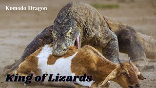 Komodo Dragon King of All Lizards – Apex Predator in the Wild [upl. by Prouty126]