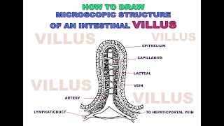 HOW to draw VILLI Easily  Easy Drawing Step by Step for students  Villi diagram  Biology [upl. by Joannes]