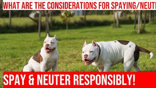 Spaying amp Neutering American Bullies What to Consider [upl. by Erica]