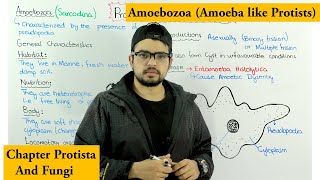 Animal like protists  Amoebozoa Sarcodina Chapter Protista [upl. by Neillij171]