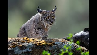 WILDPIX TRAVEL MEET YOUR LYNX [upl. by Inajna]