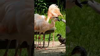 Mesmerizing Flamingo Dance A Spectacular Water Bird Performance [upl. by Ennove]