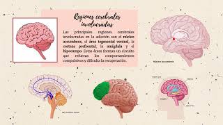 NEUROBIOLOGÍA DE LAS ADICCIONES [upl. by Hcirdeirf]