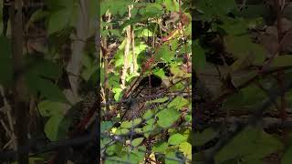 Nature Walk BlackThroated Blue Warbler Female [upl. by Clute]