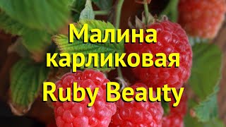 Малина карликовая Руби Бьюти Краткий обзор описание характеристик rubus idaeus ruby beauty [upl. by Qiratla]