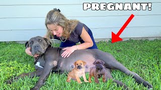 MY DOG IS PREGNANT WHAT WILL WE DO [upl. by Celin]