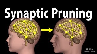 Synaptic Pruning Animation [upl. by Alenoel278]