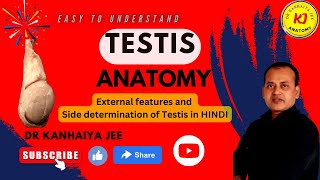 External features of testis Side determination of testisTestisTestis in HindiAnatomy of testis [upl. by Ambrose]