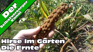 Hirse im Garten anbauen für Selbstversorger [upl. by Pevzner]