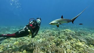 Thresher Sharks [upl. by Nivlek]