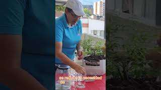 Cómo cultivar orégano hierbabuena limóncillo en casa shortsviral plantas huerto [upl. by Bedelia987]